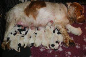 Mum and her very large litter!