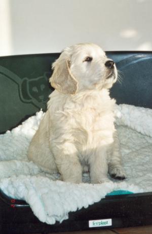 Tidelover Puppy aged 8 weeks