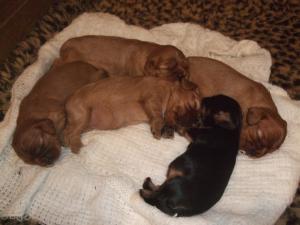 Sleeping soundly at 2 wks old