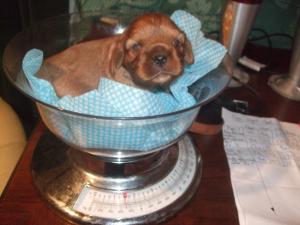 The daily weigh in !