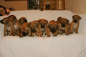 Amahle Puppies