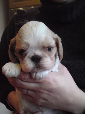 picture of all four puppies in the litter