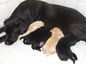 Rhonda and pups
