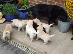 Pups at 7 weeks with Aunty Tilly