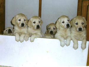 Litter Mates