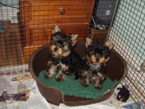 Typical Chevawn Puppies at 12 weeks.
