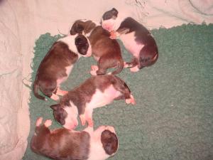 PUPPIES 1 WEEK OLD