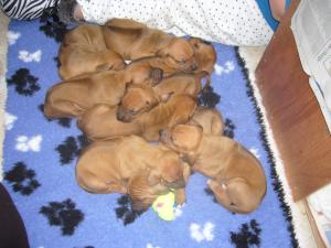 Pups at 4 weeks