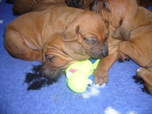 Pups at 4 weeks