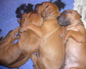Pups at 4 weeks