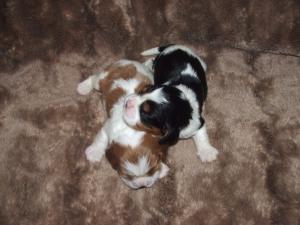 Tri & Blenheim puppies