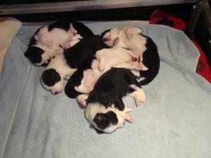 Puppies at 20 days old