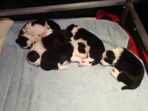 Puppies at 20 days old