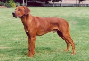 Diamondridge Bakari of Zebrariver