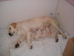 puppy 1