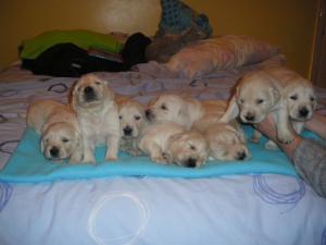 puppy 2