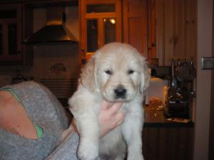 puppy 3