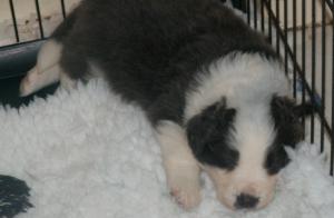 puppies