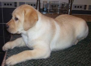 Honey 10 weeks old 25th feb 2010