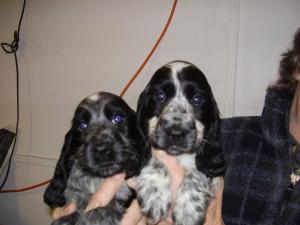 ADORABLE BLUE ROAN PUPPIES