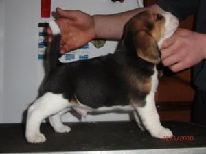 pup at 5 weeks