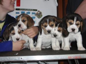 Puppies at just over 5weeks