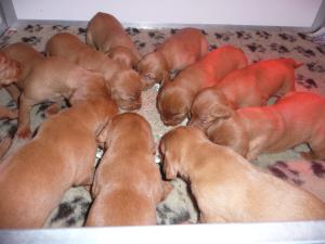 Puppies at seventeen days