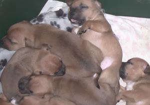 Pups aged 3 weeks