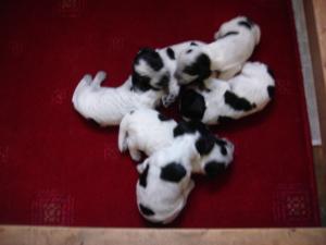 Beautiful Blue Roan Puppies