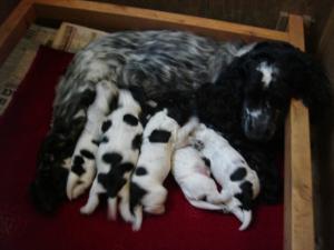 Mum with pups