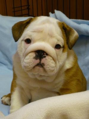 available dog at 8 weeks
