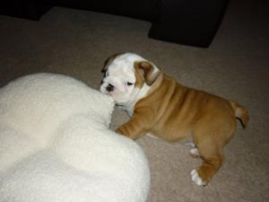available dog at 8 weeks