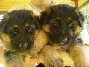 Two of our puppies