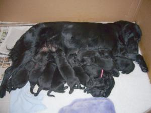 11 PUPPIES