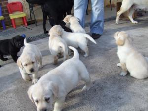 6 weeks