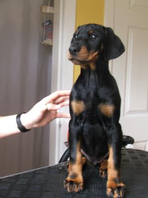 Fergie - Pink Collared Bitch 7 Weeks old