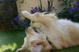Willow  getting in a little practice with pup!