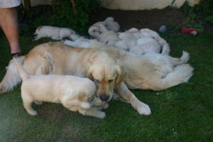 2 mums are better than 1! (Wills in front)