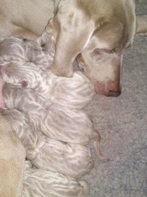 Maisie's Puppies 1 day old