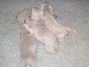 Maisie's Puppies 2 weeks old