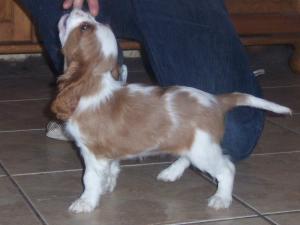 10 weeks old