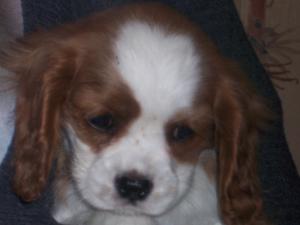 10 weeks old