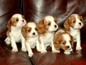 6 weeks old