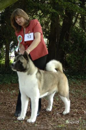 Ch Rossimon Norfolk and Chance with Minioso