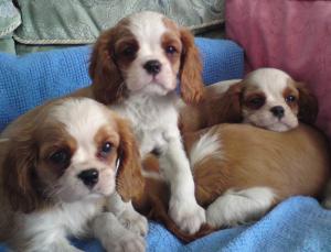 CROMWELL X WALT PUPPIES 1