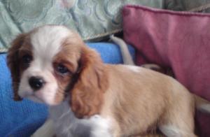 CROMWELL X WALT PUPPIES 3