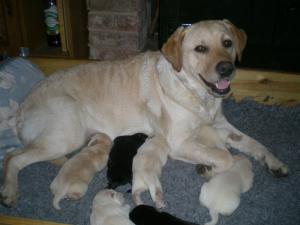 Rhea and her new babies 6 days old xxxx