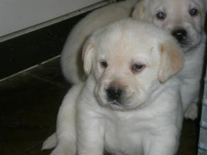 Little yellow boy @ 4 wks xxx