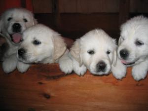 typical Avrain puppies