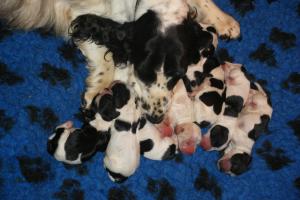 Devoted Mum and Babies!